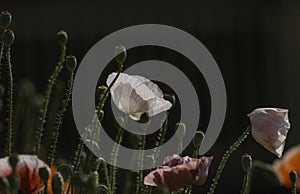 Colorful Coquelicot flowers