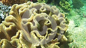 Colorful Coral Garden With Tropical Fish In Kri Island, Raja Ampat. Underwater View Of Marine Seabed With Reef Wildlife In Papua