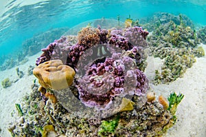 A colorful coral head in Moorea island in Tahiti French Polynesia