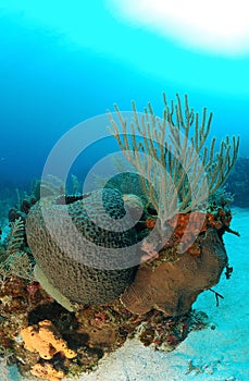 Colorful coral reef