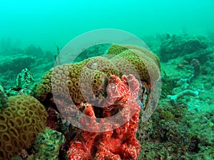 Colorful Coral Reef