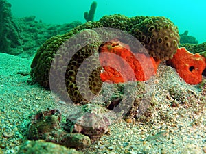 Colorful Coral Reef