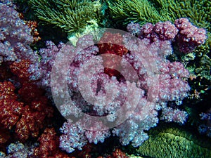 Colorful coral reef