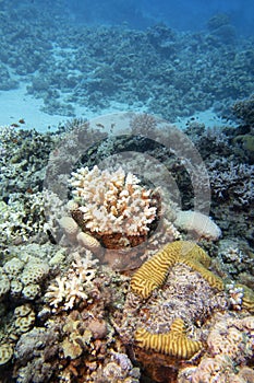 Colorful coral reef with Acropora coral (Scleractinia) at sandy bottom of tropical sea, underwater lanscape