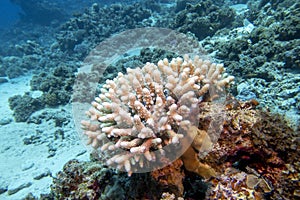 Colorful coral reef with Acropora coral Scleractinia at sandy bottom of tropical sea, underwater lanscape photo