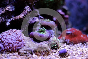 Colorful coral in reef aquarium tank