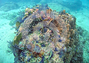 A Colorful Coral Reef in Banderas Bay near Puerto Vallarta, Mexico