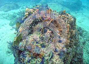 A Colorful Coral Reef in Banderas Bay near Puerto Vallarta, Mexico photo
