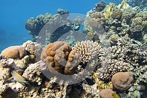 Colorful coral reef at the bottom of tropical sea, great Favites abdita coral, underwater landscape