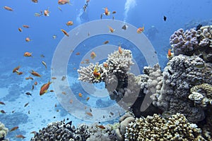 Colorful coral reef at the bottom of tropical sea, hard corals and fishes Anthias, underwater landscape