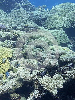 Colorful coral reef at the bottom of tropical sea, hard corals, underwater landscape.