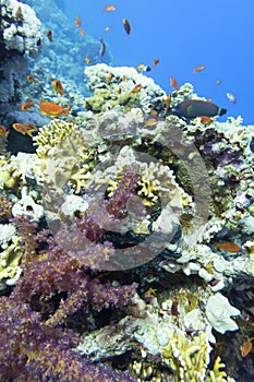 Colorful coral reef at the bottom of tropical sea  hard corals  underwater landscape
