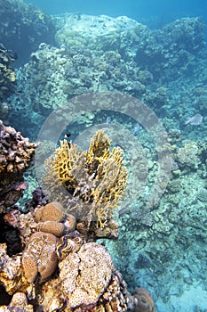 Colorful coral reef at the bottom of tropical sea, hard and soft corals, underwater landscape