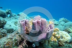 Colorful coral reef at the bottom of tropical sea, pink tube  sea sponge, underwater landscape