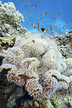 Colorful coral reef at the bottom of tropical sea, pulsating xenid coral, underwater landscape