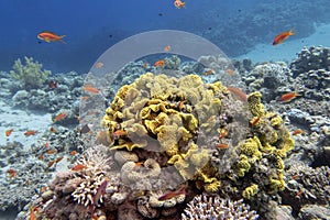 Colorful coral reef at the bottom of tropical sea, salad coral (Turbinaria mesenterina) and fishes Anthias, underwater