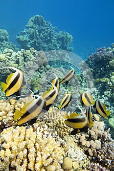 Colorful coral reef at the bottom of tropical sea, shoal of Schooling bannerfish, underwater landscape