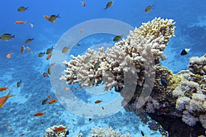 Colorful coral reef at the bottom of tropical sea, stony coral acropora and fishes anthias, underwater landscape