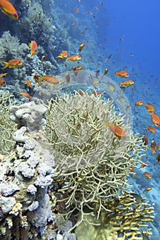 Colorful coral reef at the bottom of tropical sea,  thin birdsnest coral Seriatopora hystrix  and fishes Anthias, underwater