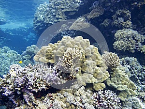 Colorful coral reef on the bottom of tropical sea, underwater landscape.