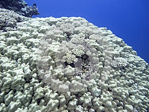 Colorful coral reef at the bottom of tropical sea, underwater landscape.