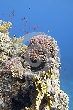 Colorful coral reef at the bottom of tropical sea, violet Cauliflower Coral and anthias fishes, underwater landscape.