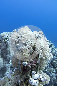 Colorful coral reef at the bottom of tropical sea, white  pulsating xenid coral, underwater landscape