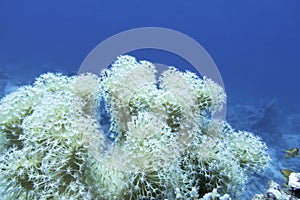 Colorful coral reef at the bottom of tropical sea, white sessile xenia coral, underwater landscape