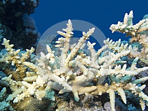 Colorful coral reef on the bottom of tropical sea, yellow acropora coral