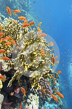 Colorful coral reef at the bottom of tropical sea, yellow fire coral and anthias fishes, underwater landscape