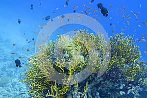 Colorful coral reef at the bottom of tropical sea, yellow fire coral and shoal of anthias fishes, underwater landscape