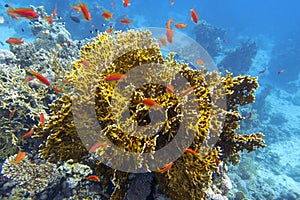 Colorful coral reef at the bottom of tropical sea, yellow fire coral and shoal of anthias fishes, underwater landscape