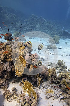 Colorful coral reef at the bottom of tropical sea, yellow fire coral and shoal of anthias fishes, underwater landscape