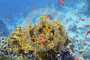 Colorful coral reef at the bottom of tropical sea, yellow fire coral and shoal of anthias fishes, underwater landscape