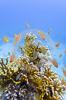 Colorful coral reef at the bottom of tropical sea, yellow fire coral and shoal of anthias fishes, underwater landscape