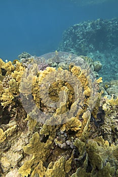 Colorful coral reef at the bottom of tropical sea, yellow plate fire coral, underwater landscape