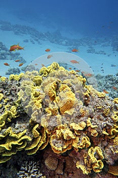 Colorful coral reef at the bottom of tropical sea, yellow salad coral and fishes Anthias, underwater