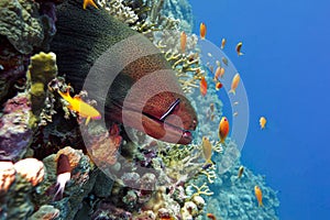 Colorful coral reef with dangerous great moray eel at the bottom of tropical sea