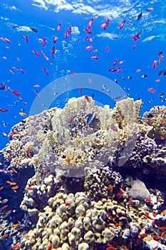 Colorful coral reef with exotic fishes anthias at the bottom of tropical sea