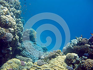 Colorful coral reef with exotic fishes on a bottom of tropical sea