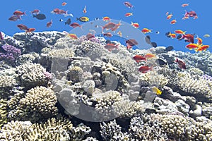 Colorful coral reef with exotic fishes in tropical sea, underwat photo