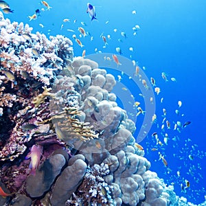 Colorful coral reef with exotic fishes in tropical sea, underwater