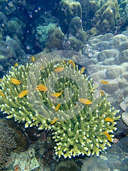 Colorful coral reef and fish