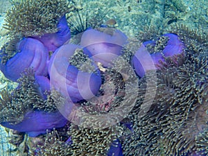 Colorful coral reef and fish