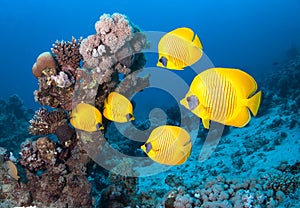 Colorful coral reef and fishes.