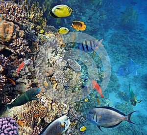 Colorful coral reef fishes.