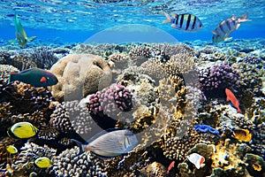 Colorful coral reef fishes.