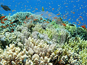 Colorful coral reef with fishes anthias in tropical sea, underwater