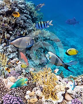 Colorful coral reef fishes of the Sea.