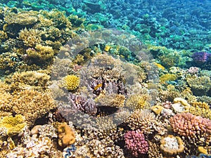 Colorful coral reef with hard corals